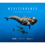 mediterranee-sanctuaire-pelagos-recto